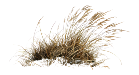 PNG Grass grass vegetation landscape.