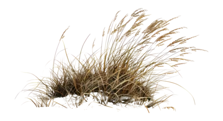 Papier peint photo Herbes des dunes PNG Grass grass vegetation landscape.  © Rawpixel.com
