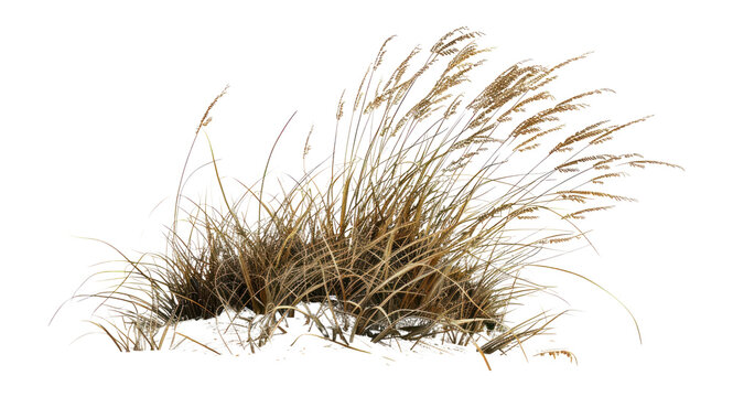 PNG Grass grass vegetation landscape.