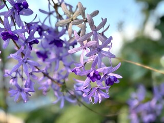 A vibrant Sandpaper Vine (Petrea volubilis), also known as Queen’s Wreath, Purple Wreath, or...
