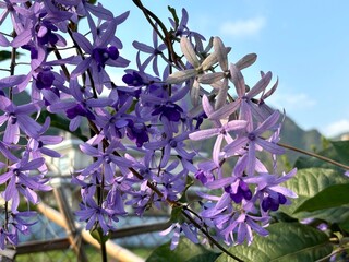A vibrant Sandpaper Vine (Petrea volubilis), also known as Queen’s Wreath, Purple Wreath, or...