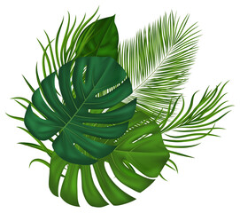 Realistic green tropical palm fronds. For summer events, botanical prints, eco designs, travel marketing materials. Vector illustration.