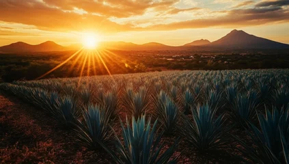  Agave Plantation at Sunset © sangkribo