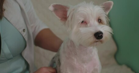 Professional veterinarian conducting detailed health examination, using stethoscope while carefully listening to small white dog's heart and respiratory functions during medical checkup.
