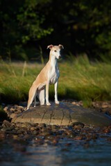 Whippet dog standing on a rock near the water in summer