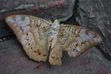 Close up photo of butterfly with ants