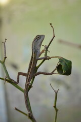 lizard on a tree
