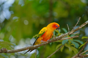Obraz premium Sun Conure Parrot on a branch