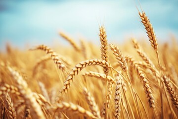 Fototapeta premium Golden wheat field under a clear sky (1)
