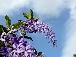 A vibrant Sandpaper Vine (Petrea volubilis), also known as Queen’s Wreath, Purple Wreath, or...