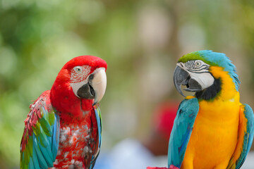 blue and gold macaw with greenwing macaw  free flying bird standing with green background