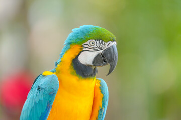 blue and gold macaw free flying bird standing with green background