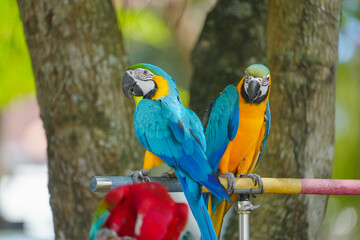 blue and gold macaw free flying bird standing with green background