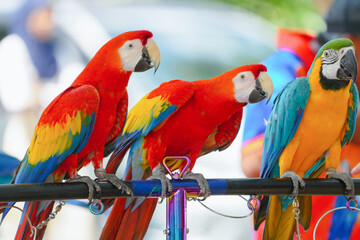 scarlet macaw  free flying bird with soft background