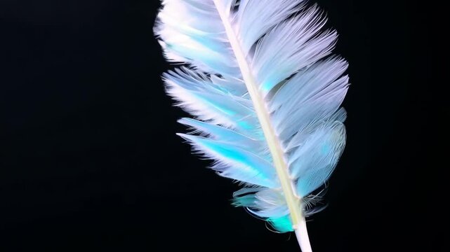 A feather with a rainbow of colors. The feather is white and has a blue and purple hue