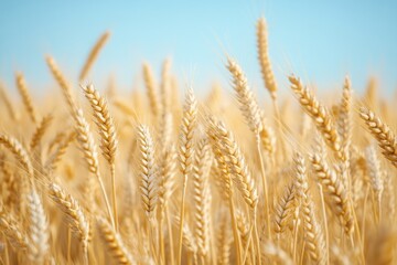 Fototapeta premium Golden wheat field under a clear sky. A close-up view of ripe wheat stalks, rich in color and texture