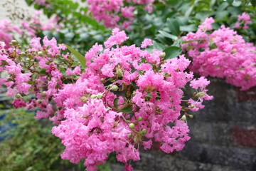 Crepe myrtle.