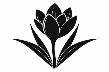 crocus flower line art silhouette vector illustration