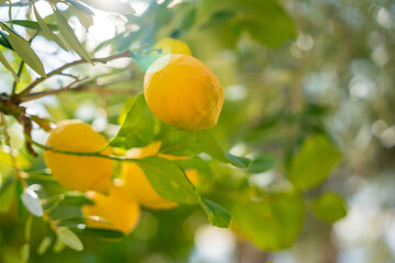 Close-up of ripe lemons growing on a tree in Montenegro, surrounded by lush green leaves. Concept of organic agriculture, Mediterranean climate, and natural citrus harvest