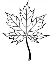 Obraz premium Maple leaf outline vector illustration