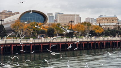 View of the Baku boulevard with seagulls in the foreground.