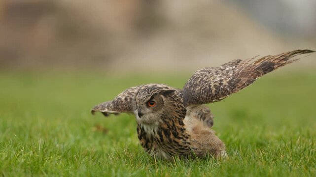 Eurasian Eagle Owl use talons to grab prey as it lands in grassy meadow, slomo
