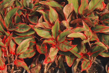 Vibrant Foliage with Beautiful Red Edges Lush and Green Plant Life All Around You