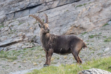 Mountain Monarch – Alpine Ibex Standing Proud in the Mercantour