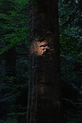 Forest Spotlight – A Beam of Summer Magic on the Bark