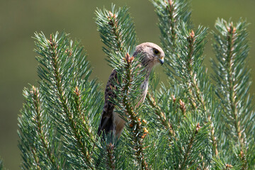 Kestrel in the Pines – Silent Watcher in the Volcanic Highlands of Auvergne