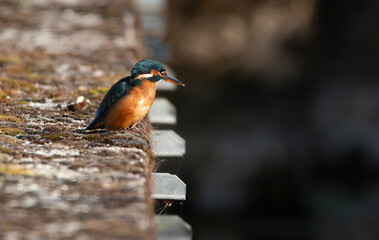 European Kingfisher Perched on a Mossy Wall in Early Light