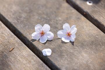 木の板の上に落ちた二輪の桜の花びら
