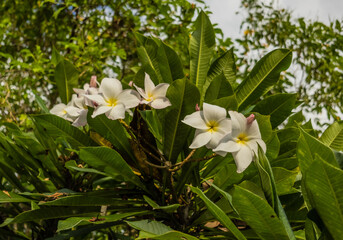 Exquisite plumeria flowers bloom amidst rich green leaves, showcasing nature's beauty. Ideal for tropical themes, gardening, or floral designs.
