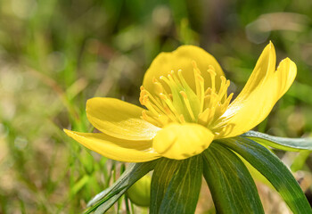 Obraz premium Gelb blühende Winterlinge (Eranthis) im Frühling, Bayern, Deutschland, Europa