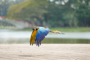 blue and gold macaw free flying bird with green background