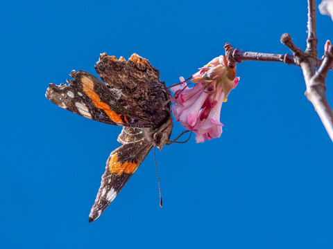 Schmetterling (Admiral) sammelt Nektar an den Bl&uuml;ten eines Winterschneeballs (Viburnum &times;bodnantense),  im Fr&uuml;hling,  Bayern, Deutschland, Europa