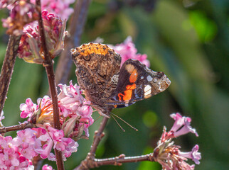 Schmetterling (Admiral) sammelt Nektar an den Blüten eines Winterschneeballs (Viburnum...