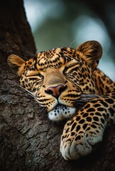 Obraz premium Relaxed Leopard Resting Comfortably on Tree Branch in Natural Habitat Showcasing Beautiful Features and Distinctive Coat Patterns in Serene Environment