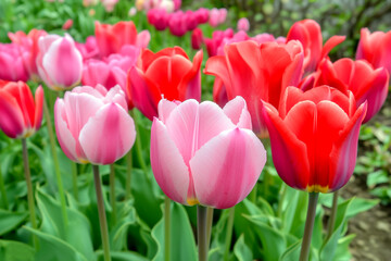 Fototapeta premium Blooming field of vibrant pink and red tulips in full spring glory