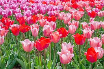Blooming field of vibrant pink and red tulips in full spring glory