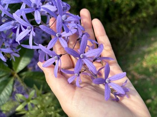 A vibrant Sandpaper Vine (Petrea volubilis), also known as Queen’s Wreath, Purple Wreath, or...