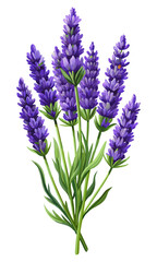 Fototapeta premium A beautiful bouquet of lavender flowers with vibrant purple hues and green stems creating a calming and aromatic visual experience.