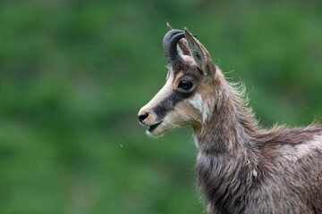 Young Chamois in the Emerald Silence
