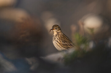 Meadow Pipit at Dusk 