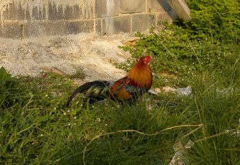 A bright rooster with lush plumage stands gracefully on the green grass. The rich colors of the bird's feathers contrast beautifully with the surrounding nature. Suitable for farming companies.
