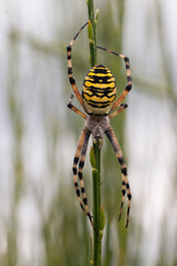 Wasp Spider in the Wild – Precision and Pattern