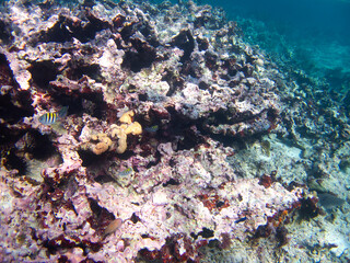 The coral reef at Caye Caulker, Belize