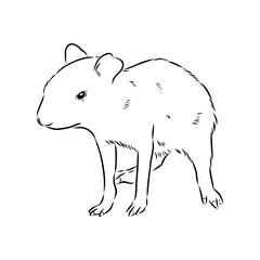 Agouti Vector Illustration Hand Drawn Animal Cartoon Art