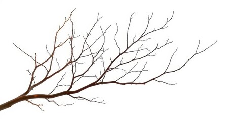 Obraz premium Bare, intertwined branches isolated on pure white backdrop, botanical, silhouette