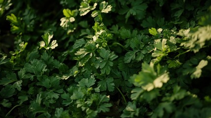 Green foliage and leaves growing densely in a garden environment